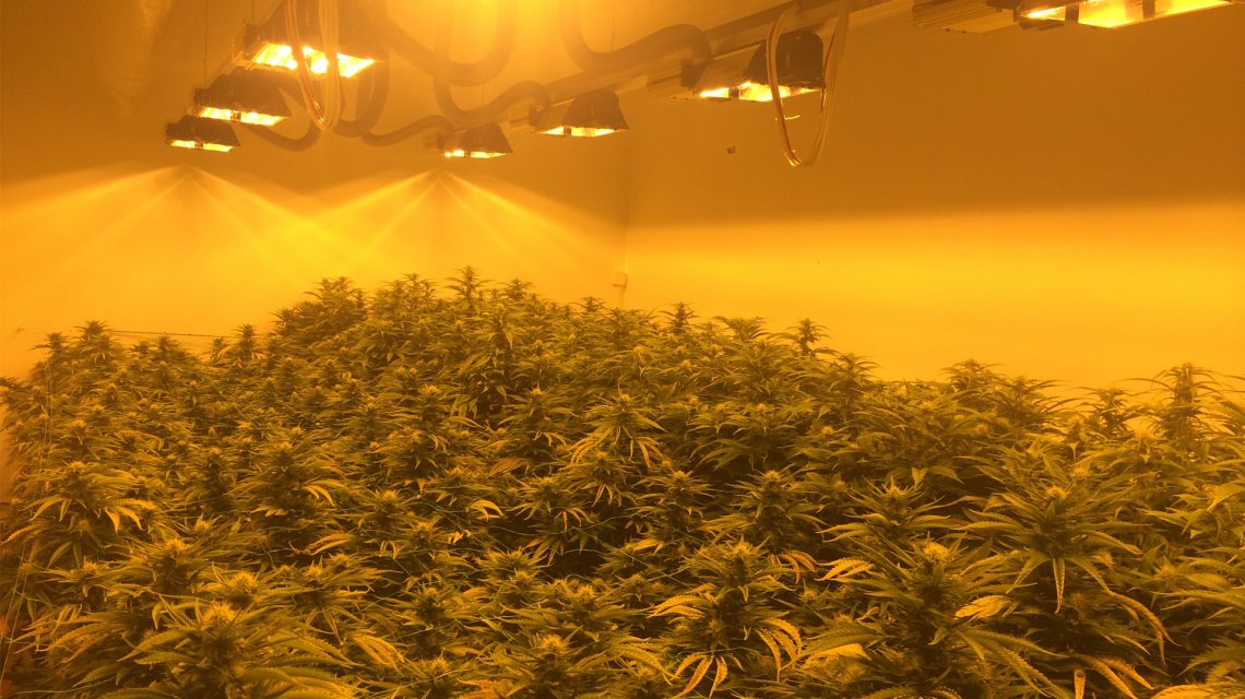 CBD Marijuana Hanfblüten Indoor